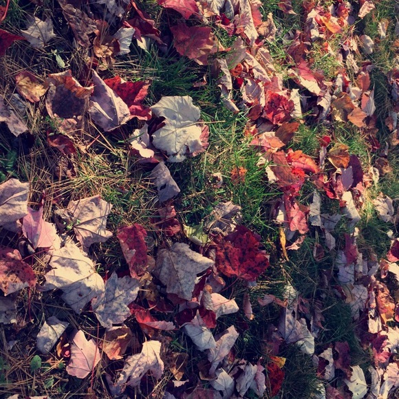 Meet your Posher, Mackenzie - Picture 1 of 1